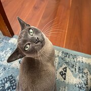 Home Owner wanting sitter in Sydney, New South Wales