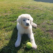 House Sitter - I Care