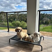 Home Owner wanting sitter in Brown Hill, Victoria