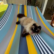 Home Owner wanting sitter in Central Coast , New South Wales