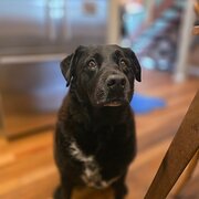 Home Owner wanting sitter in Gold Coast , New South Wales