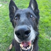 Home Owner wanting sitter in , Victoria