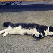 Home Owner wanting sitter in Brisbane, Queensland