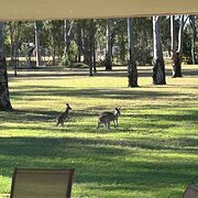 Home Owner wanting sitter in Rockhampton, Queensland