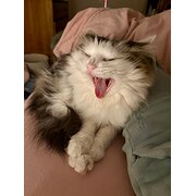 Home Owner wanting sitter in Melbourne, Victoria