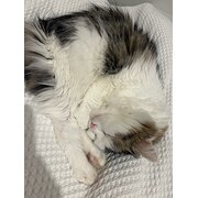 Home Owner wanting sitter in Melbourne, Victoria