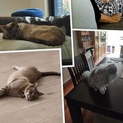 Home Owner wanting sitter in Maribyrnong, Victoria