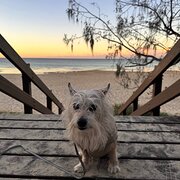 Home Owner wanting sitter in , Queensland