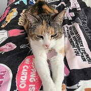 Home Owner wanting sitter in Wollongong , New South Wales