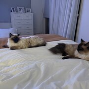 Home Owner wanting sitter in , Queensland