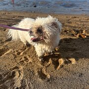 Home Owner wanting sitter in Townsville, Queensland