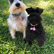 Home Owner wanting sitter in , South Australia