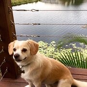 Home Owner wanting sitter in Gold Coast, Queensland