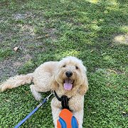 Home Owner wanting sitter in Brisbane, Queensland