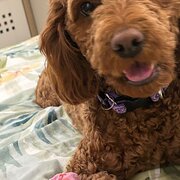 Home Owner wanting sitter in , Western Australia