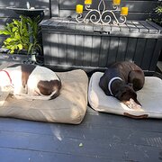 Home Owner wanting sitter in Sydney, New South Wales