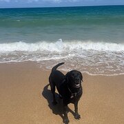 Home Owner wanting sitter in Mandurah , Western Australia