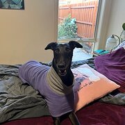 Home Owner wanting sitter in , Victoria