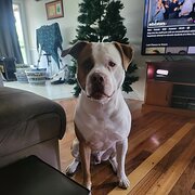 Home Owner wanting sitter in Brisbane, Queensland