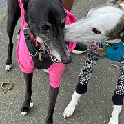 Home Owner wanting sitter in Melbourne, Victoria