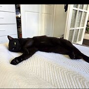 Home Owner wanting sitter in , New South Wales