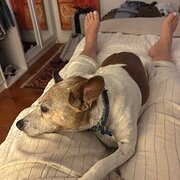 Home Owner wanting sitter in Brisbane , Queensland