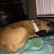 Home Owner wanting sitter in , Western Australia