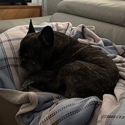 Home Owner wanting sitter in Surfers Paradise, Queensland