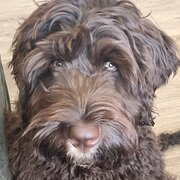 Home Owner wanting sitter in Melbourne, Victoria