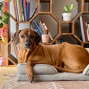 Home Owner wanting sitter in Canberra, New South Wales