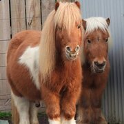 Home Owner wanting sitter in Geelong, Victoria