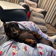 Home Owner wanting sitter in , South Australia