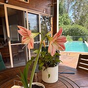 Home Owner wanting sitter in Eumundi, Queensland