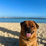 Home Owner wanting sitter in , New South Wales