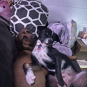 Home Owner wanting sitter in Brisbane, Queensland