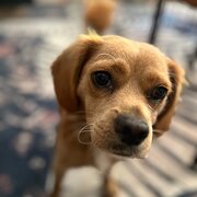 Home Owner wanting sitter in , Western Australia