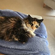 Home Owner wanting sitter in Canberra, New South Wales