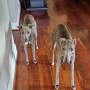 Home Owner wanting sitter in Bunbury , Western Australia