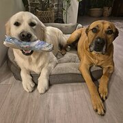 Home Owner wanting sitter in , Western Australia