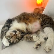 Home Owner wanting sitter in Nirimba, Queensland