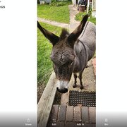 Home Owner wanting sitter in Dubbo, New South Wales