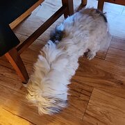 Home Owner wanting sitter in Dubbo, New South Wales