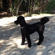 Home Owner wanting sitter in Melbourne , Victoria