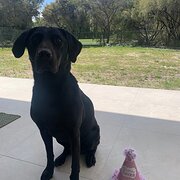 Home Owner wanting sitter in Brisbane, Queensland