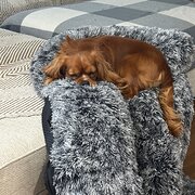 Home Owner wanting sitter in Nowra, New South Wales