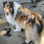 Home Owner wanting sitter in Hobart, Tasmania