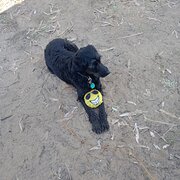 Home Owner wanting sitter in Ballarat, Victoria