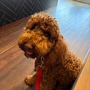 Home Owner wanting sitter in , New South Wales