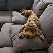 Home Owner wanting sitter in , Victoria