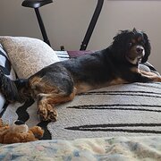 Home Owner wanting sitter in Brisbane, Queensland